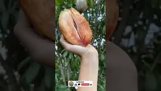 sapodilla