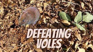 Voles!  Can we out smart them?