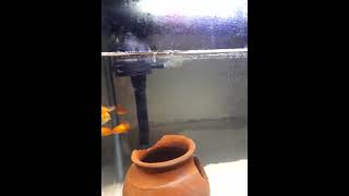 Beauty of Goldfish | UltraHD Aquarium Relaxing | Super beautiful goldfish #goldfish #fishtanksetup