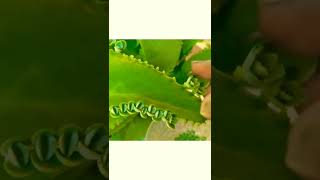 #SHORT PROPOGATION OF MOTHER OF THOUSANDS PLANT