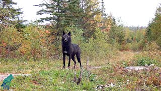 Black wolf in the scenic fall colors of northern Minnesota