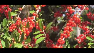 Yaupon Holly with berries.