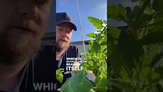 Tomato growing tip