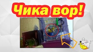 Попугай вор! Чика воришка! Хитрый волнистый попугай в чужую клетку залез за едой!