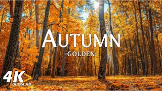 November Golden Autumn with Relaxing Music🍁Healing of Stress, Anxiety & Depressive - Autumn Scenery