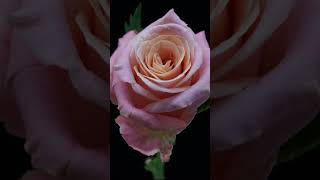 Time-Lapse of Beautiful  Rese ! Rose । Flower। beautiful #shorts