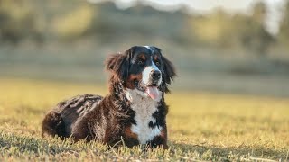 Bernese Mountain Dog and Treadmill Training