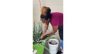 Pineapple Picking at Working Food with Chef Amadeus + UF Culinary Arts Students