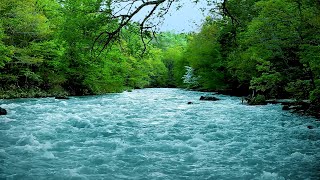 Soothing Forest Stream: 8 Hours of Sleep & Relaxation 🌳🏞️😴