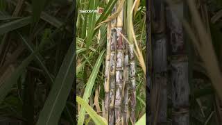 16202 top sugarcane variety #farming #shorts #shortvideo