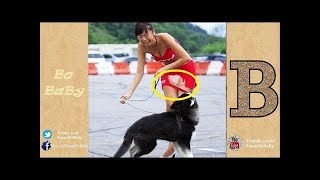 Crazy Dog Swinging on Tree Branch and Rope Compilation 2017 - VideoStudio