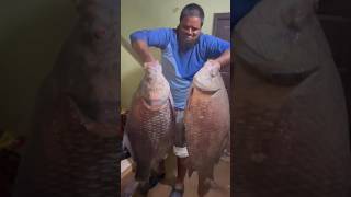 Monster King size katla fishes |  कितने बड़े कतला मछली😳| #shorts #fishing #villagefishing #fish