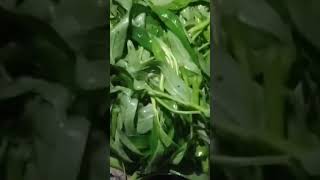 tumis kangkung jamur #shorts #yearofyou #subscribe #viral #kuliner #short