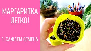 МАРГАРИТКА - ЛЕГКО! Сажаем семена маргариток