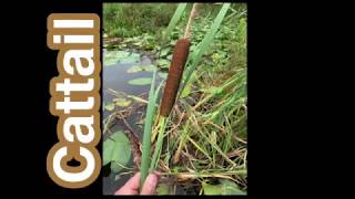 Cattails - A very common plant