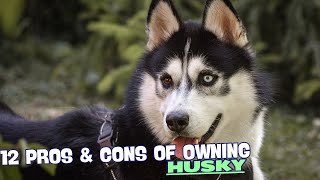 12 Pros & Cons of Owning a Husky❄️