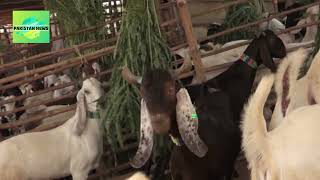 Malir Bakra Mandi | Mandi Latest Update | Bakra Eid Qurbani 2024