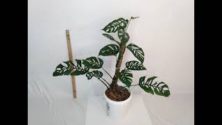 Rare, Giant, Fully-Rooted, Mature Monstera Adansonii Laniata For Sale - Etsy RedneckShrek