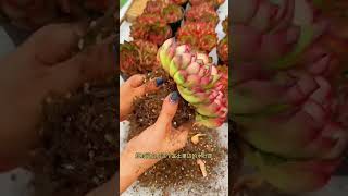 propagate succulents Diy 1 #shorts