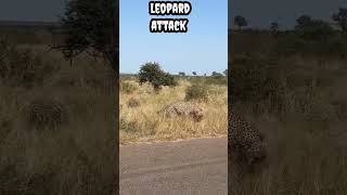 Leopard attack #shorts #viral #trending