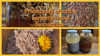 Probouzení ořechů a semínek pomocí fermentace