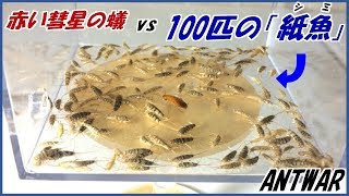 蟻戦争Ⅲ＃75 【赤い彗星】のアリvs100匹の俊足昆虫「紙魚」～ハプニング発生。囚われた女王アリ救出作戦！～編～Red ants vs 100 silverfishes～