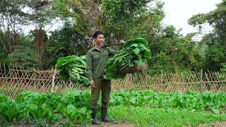 Собирайте овощи в больших количествах в саду, Живите с природой -Trai Farm