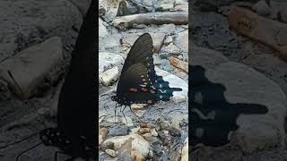 This beauty loved rocks near the water. #trailcam #shorts #short #butterfly #water #summer