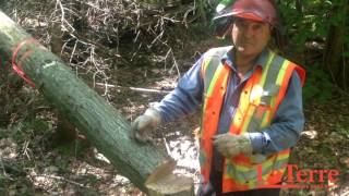 Comment déprendre un arbre encroué?