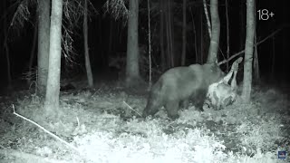 Охота на МЕДВЕДЯ. Три вечёрки на лабазе