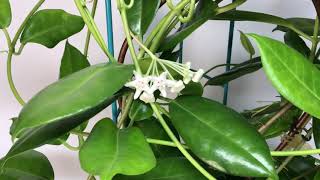 A Visit with Hoya australis ssp. oramicola