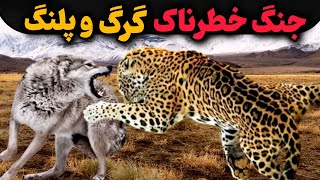 نبرد دو شکارچی بیرحم گرگ و پلنگ| کدوم حیوان برنده میشه؟!😱