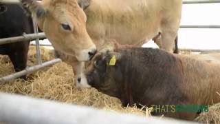 Ploughing 2015 Livestock HD