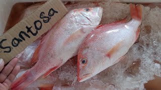 Ikan Kakap Merah 3 Ons - 9 Ons Murah