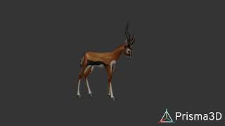 gazelle idle prisma 3D