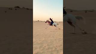 Gallop Dubai desert #horseride #horseriding #horseridingschool #equestrian #horsebackriding