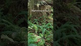 Sasquatchin in the olympic peninsula. Bigfoot remains elusive. #bigfoot  #hiking #olympic peninsula