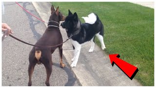 Top5 perros que al Akita Americano Podria Derrotar con Facilidad