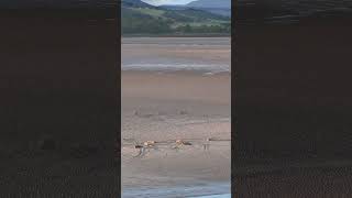 SHORT - August Seals, Kyle of Tongue - NC500 - DJI AIR3 4K