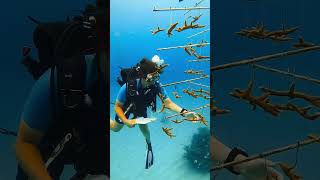 female scuba diver checking on the reefs