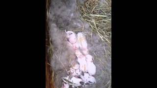 4 day old baby rabbits