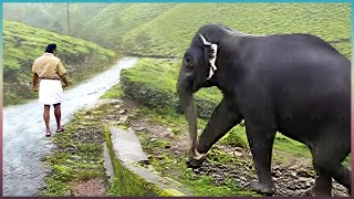 Animais Que Reencontraram Seus Donos Após Anos!