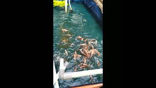 ikan nila merah di kolam terpal