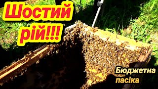 Ще один рій вже на пасіці! Чудовий сезон 2024