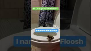 Mr Floosh - A Ribbeting Tale About My Toilet Tree Frog