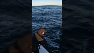 #tuna #fishing #fish #bluefintuna #fishingvideo #release #tunafishing #bait