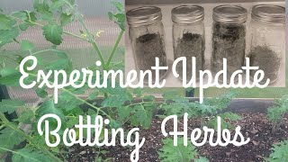 Experimental Greenhouse Project  Update & Bottling Dried Herbs 🌿🍂