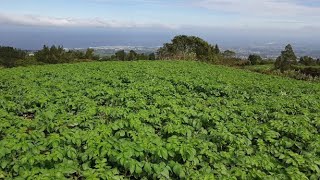 Pomme de terre: Bilan des essais depuis 2012