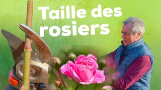 La taille des rosiers : Pourquoi, quand et surtout comment ? Tout savoir !