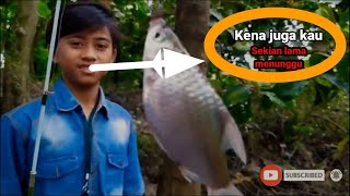 MANCING IKAN TAWES DI PARIT